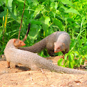 Indian grey mongoose