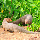 Indian grey mongoose