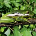 Green Treefrog