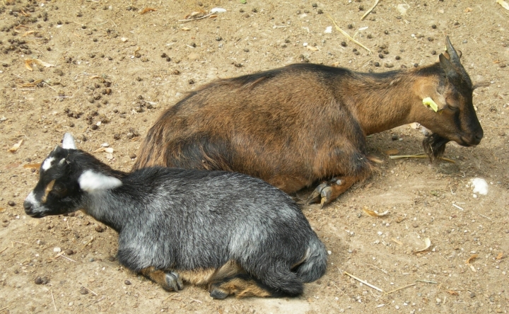 Cacca caprina di lady oscar