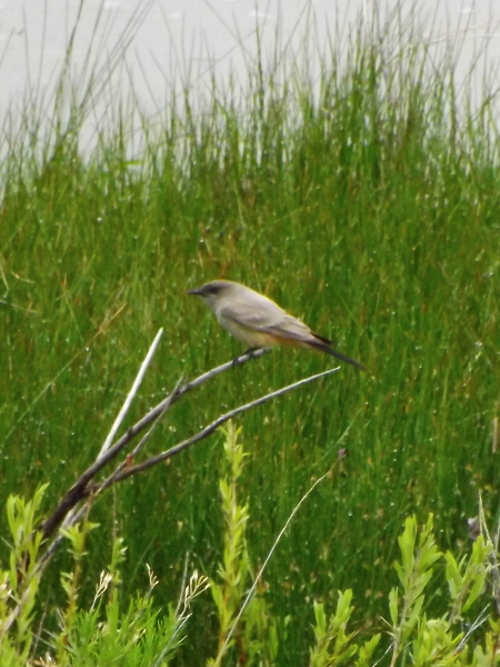 Say's Phoebe