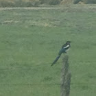 Black-billed Magpie