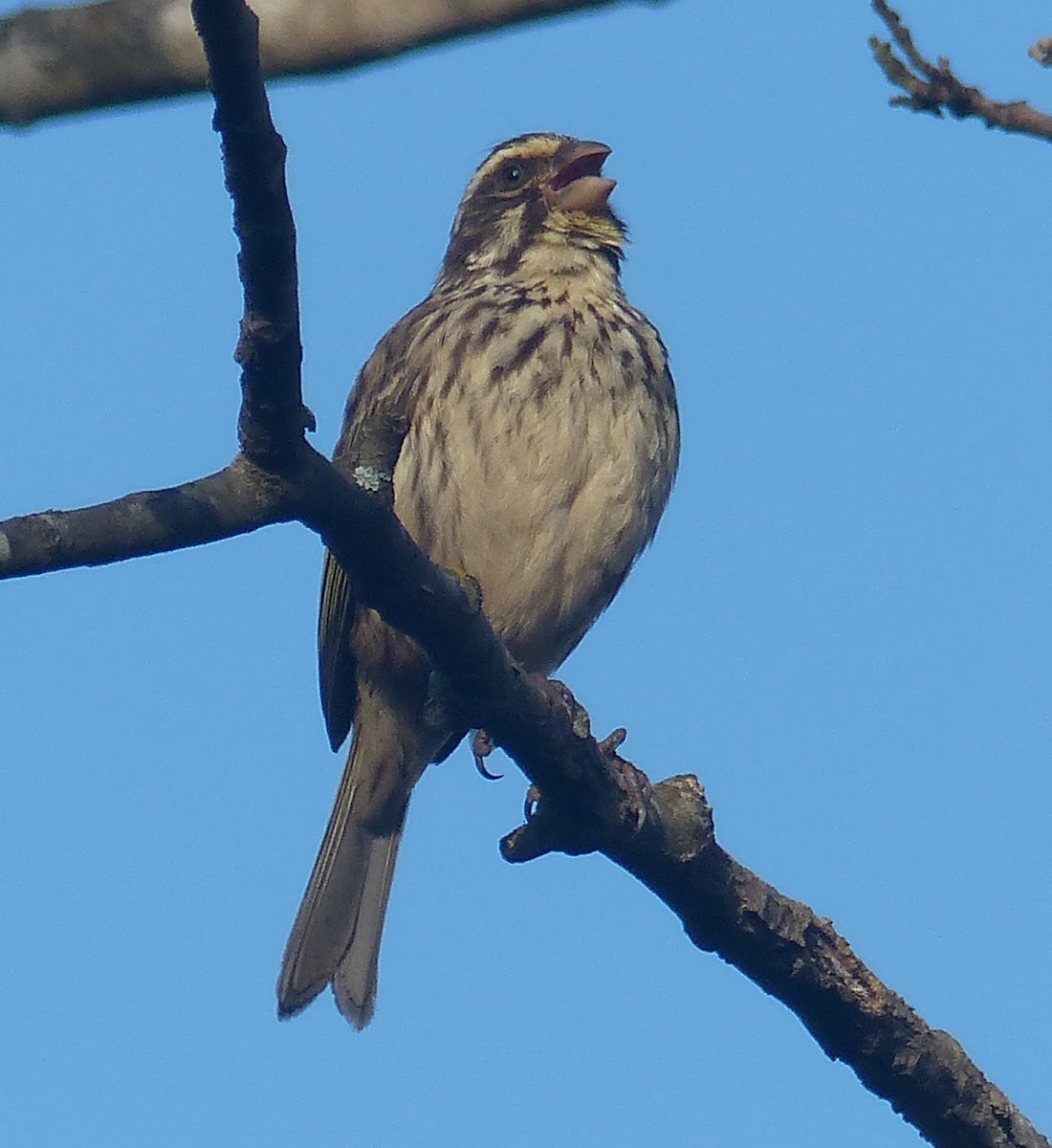 Streaky Seedeater