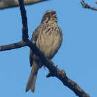 Streaky Seedeater