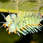 Caterpillar of Moth