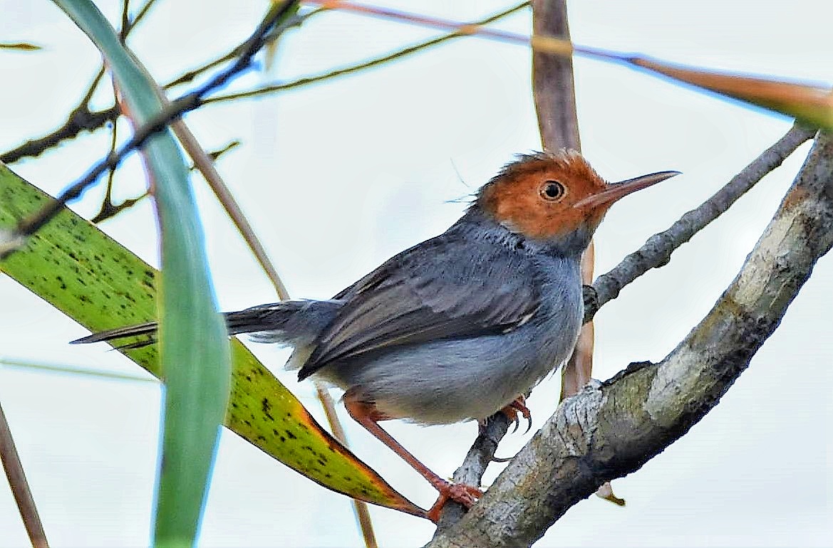 Red headed tailorbird