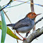 Red headed tailorbird