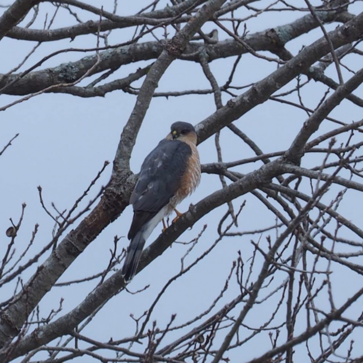 Sharp-shinned hawk