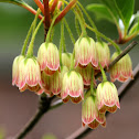 Redvein Enkianthus