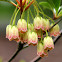 Redvein Enkianthus