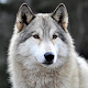 Download Wolf Wallpapers HD For PC Windows and Mac 1.0.0