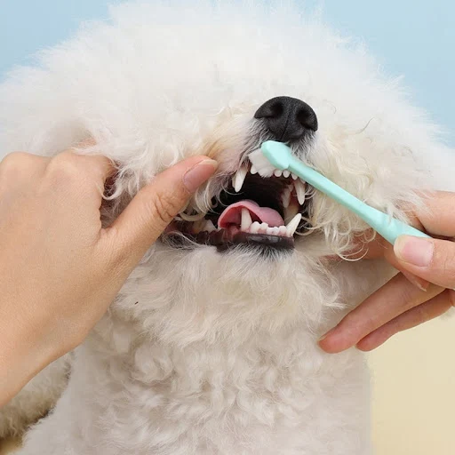 Dog Toothbrush Dog Teeth Cleaning 360 Degrees Brush for Dogs Cat Oral Cleaning Soft Hair Pet Toothbrushes Long Handle Do
