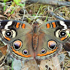 Common buckeye