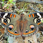 Common buckeye