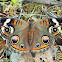 Common buckeye