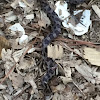 Mole Kingsnake