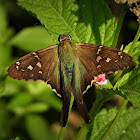 Long-tailed skipper