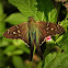 Long-tailed skipper