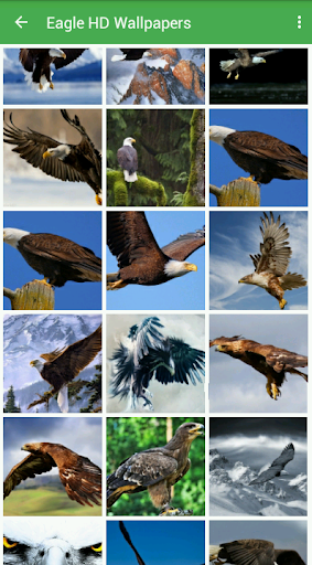 Eagle Wallpapers