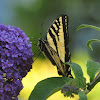 Western tiger swallowtail