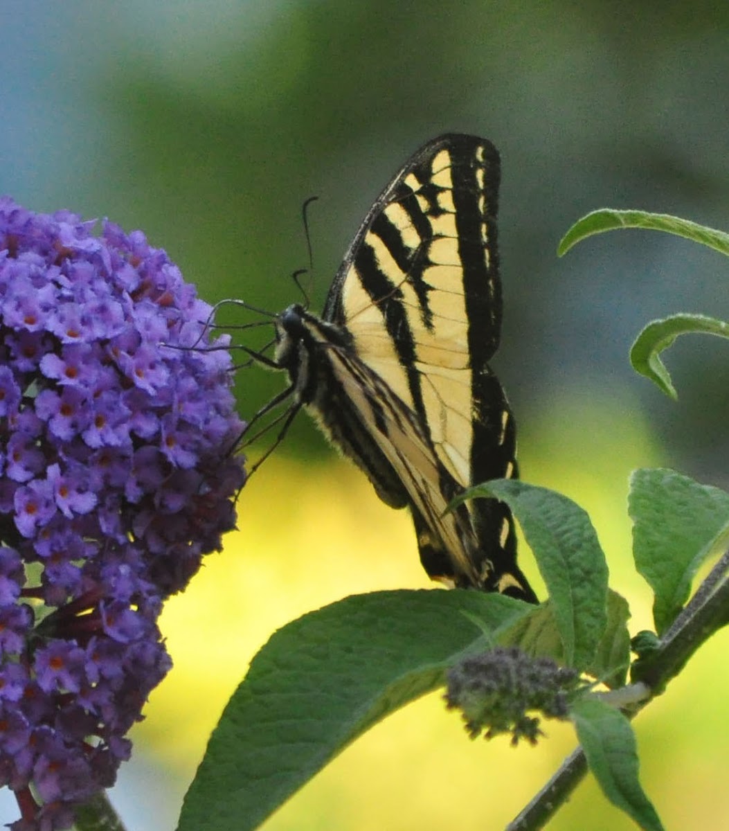 Western tiger swallowtail