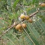 Gooseberry