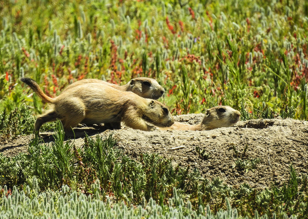 Black-tailed Prairie Dog