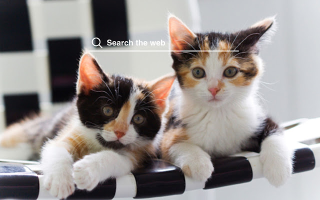 Calico Cats HD Wallpapers Pet Theme