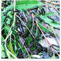 Willow Sawfly Larvae