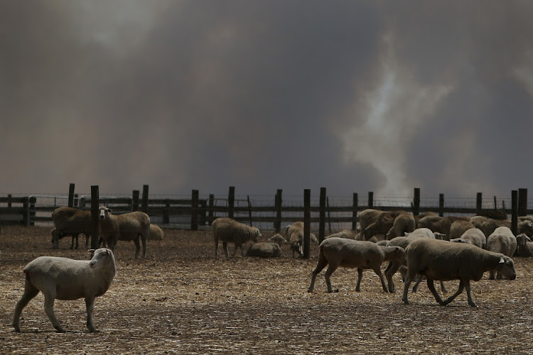 A large plume of bushfire smoke hangs over a sheep property in the Parndana region on Kangaroo Island, Australia. File photo: GETTY IMAGES/LISA MAREE WILLIAMS