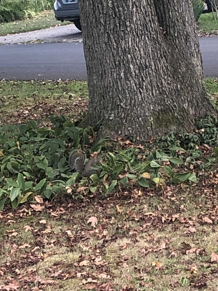 Eastern Grey Squirrel