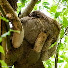 Hoffmann's Two-toed Sloth