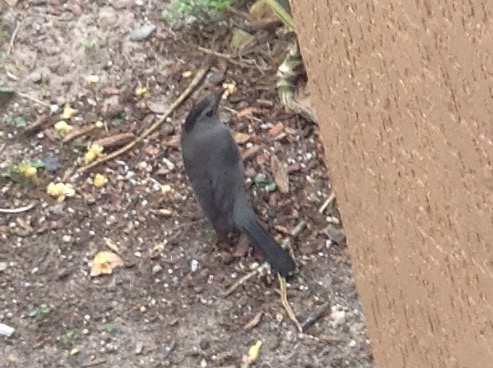 Gray Catbird