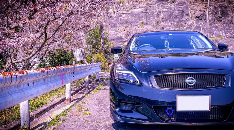 スカイラインクーペのサクラと愛車・桜とコラボ・桜コラボ・桜・4月もよろしくお願い致します🌸に関するカスタム事例の投稿画像2枚目