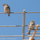 House Sparrow; Gorrión Común