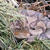 Eastern Copperhead