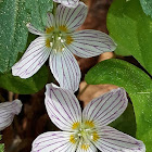 Wood sorrel