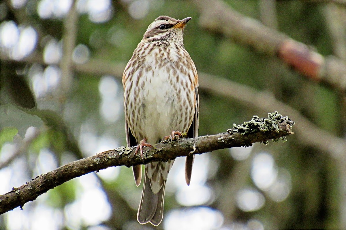 Redwing