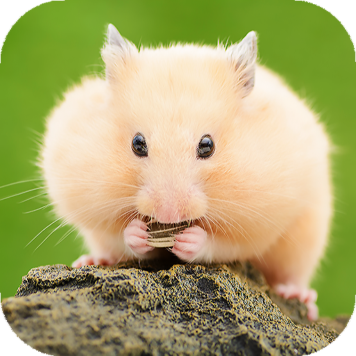 Hamster Wallpapers HD  4k Backgrounds