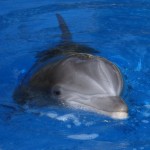 Siegfried & Roy's Secret Garden and Dolphin Habitat