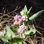 Saltmarsh Fleabane