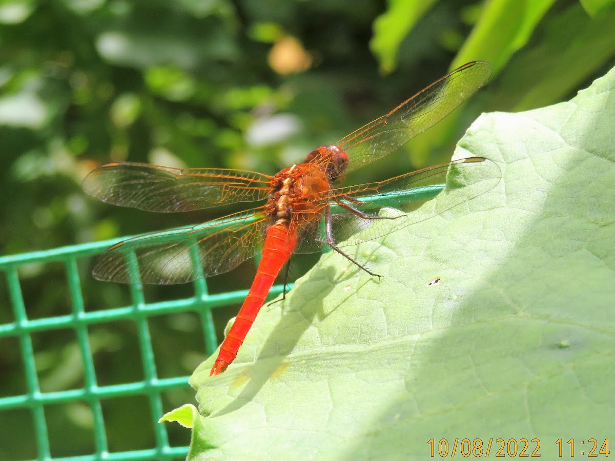 Common Redbolt Dragonfly