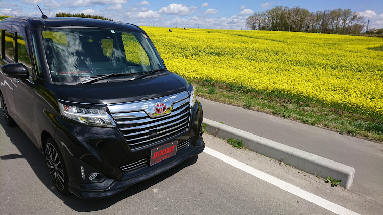 ルーミーカスタムのドライブ・菜の花畑に関するカスタム事例の投稿画像3枚目
