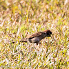 Tree Sparrow