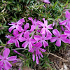 Phlox