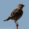 Corn Bunting; Triguero