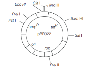 Tools of Recombinant DNA Technology