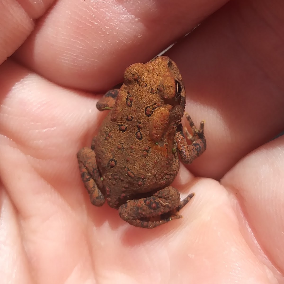 Toad