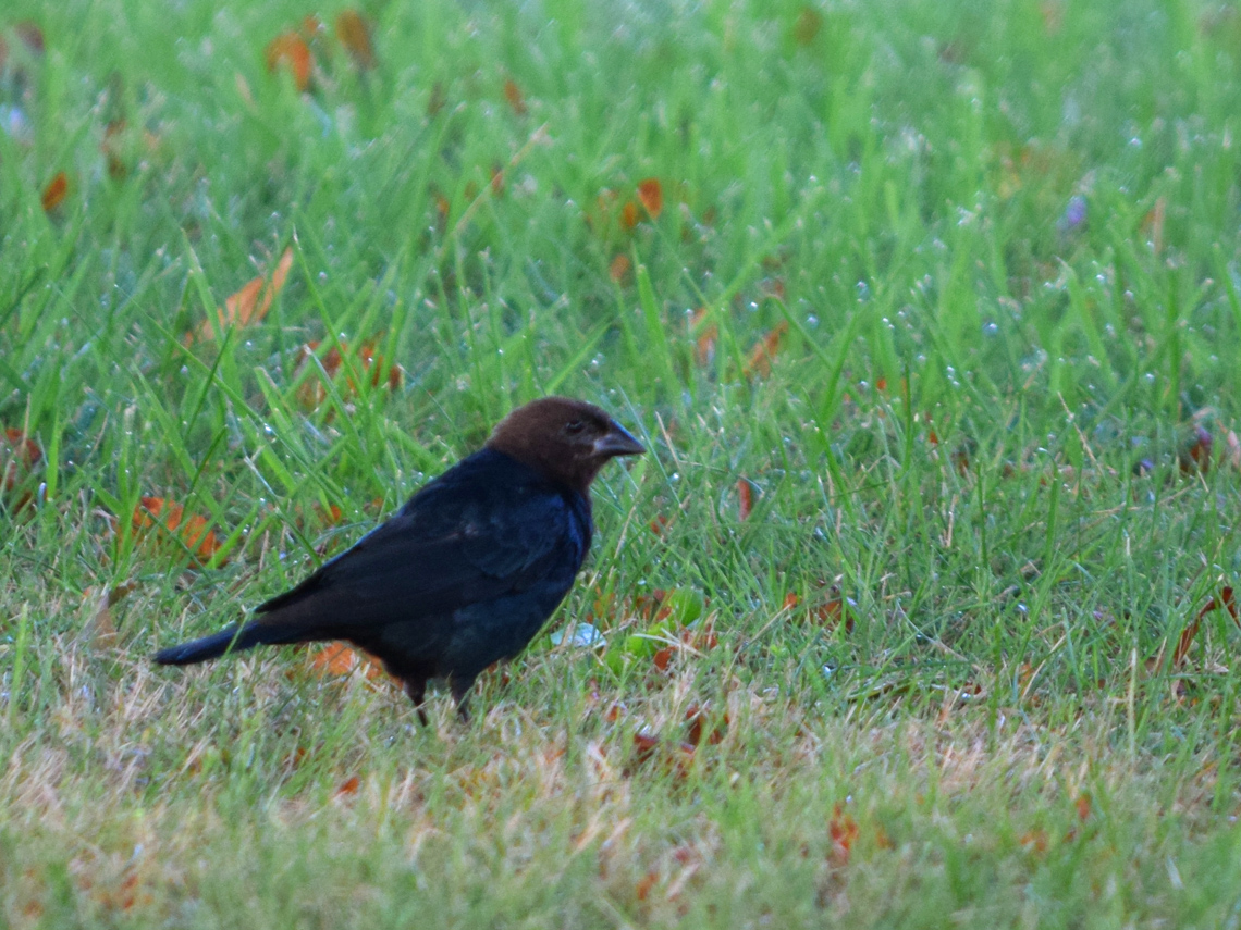 Brown-headed Cowbird