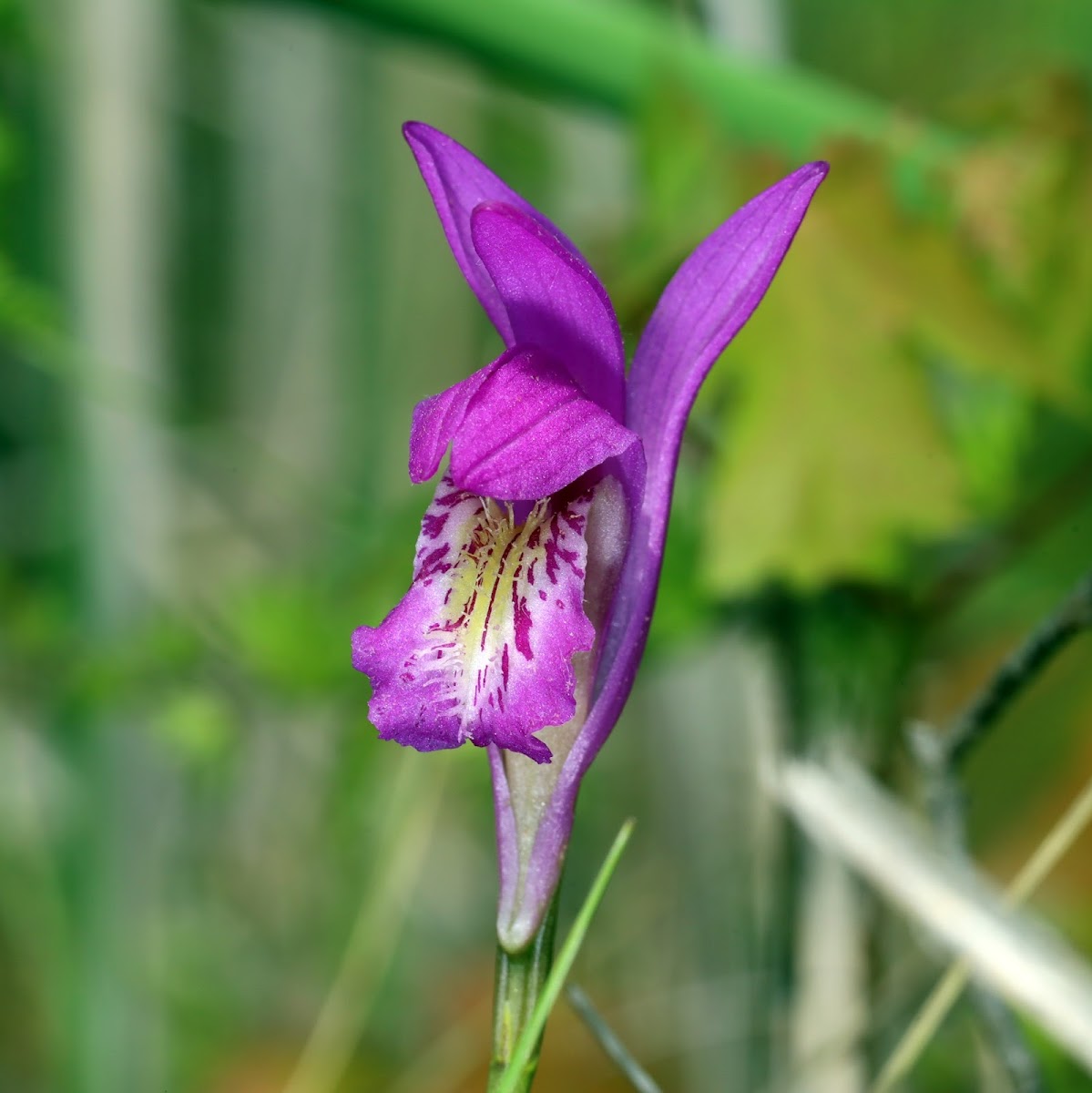 Dragon's Mouth (Orchid)